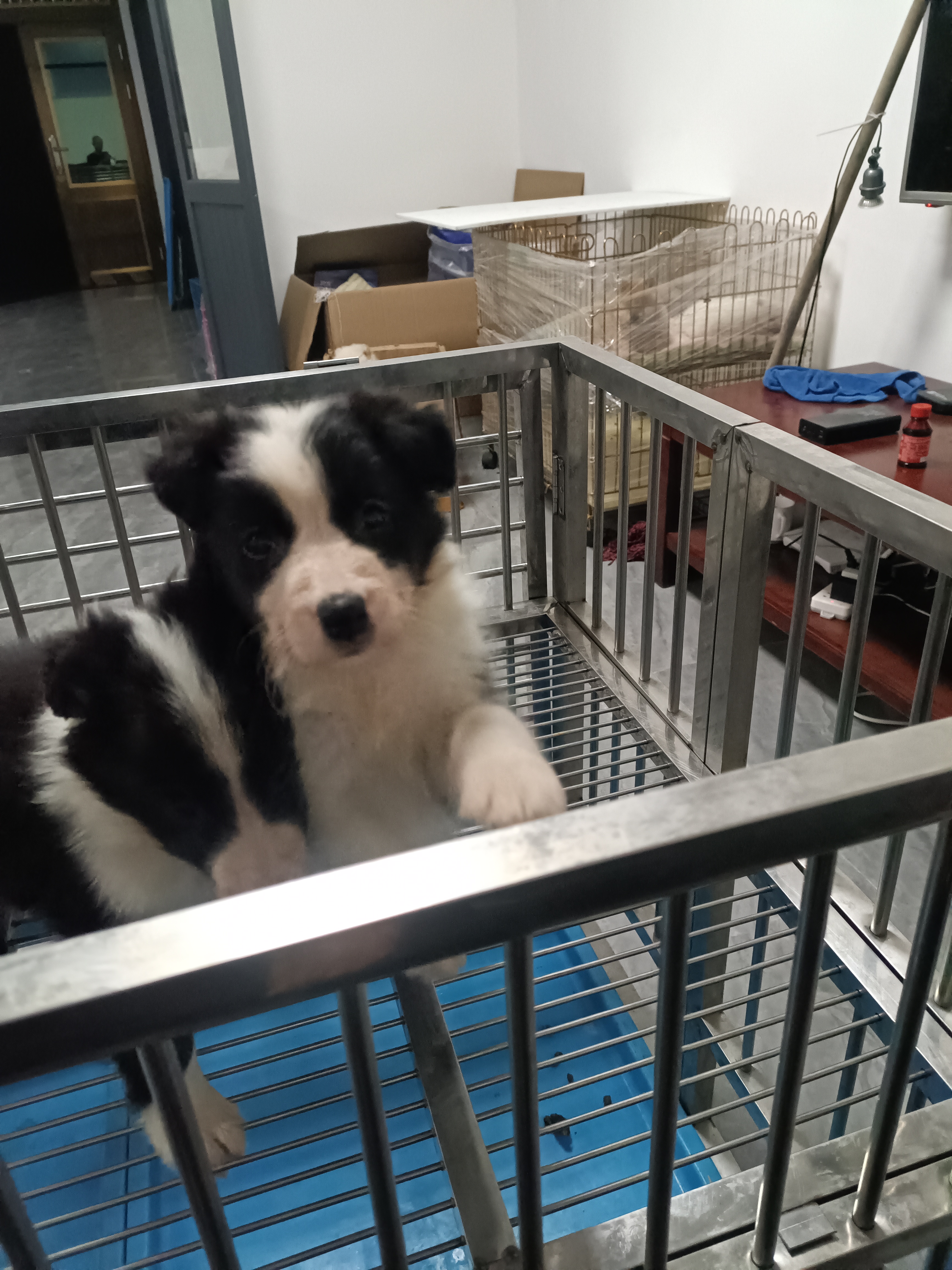 黑白边境牧羊犬